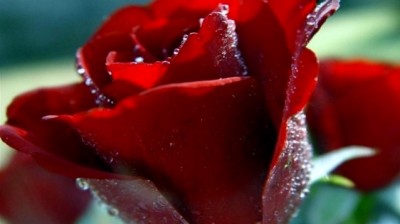 Bob Marley ( jamming ) , بوب مارلي ( جايمينق )