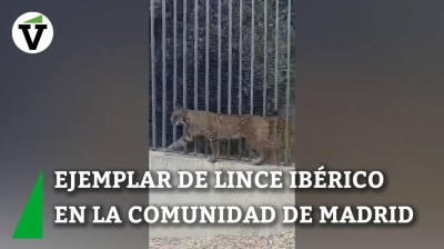 Localizan un lince en libertad por Madrid
